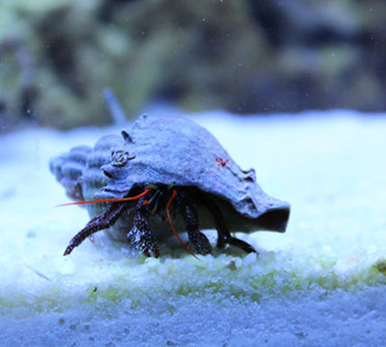 Red-Legged Hermit Crab
