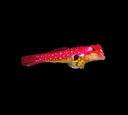 Ruby Red Dragonet