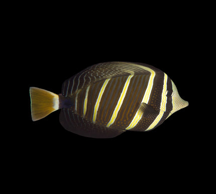 Sailfin Tang