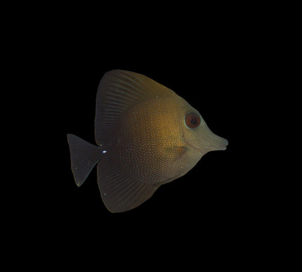 Scopas Tang