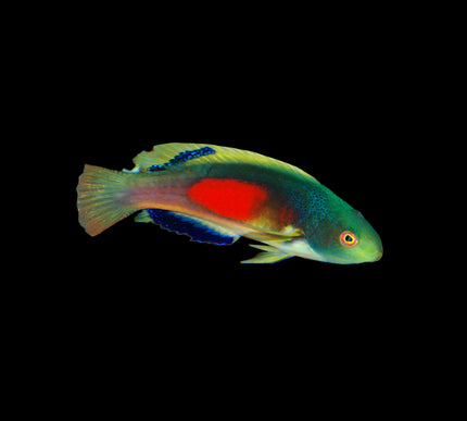 Scotts Fiji Wrasse