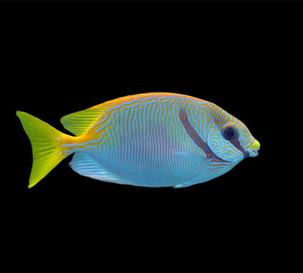Scribbled Rabbitfish