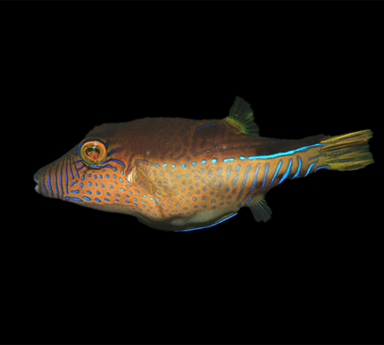 Sharpnose Puffer