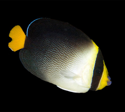 Singapore Angelfish