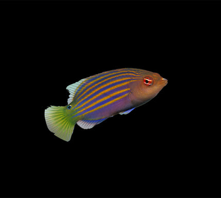 Six Line Wrasse