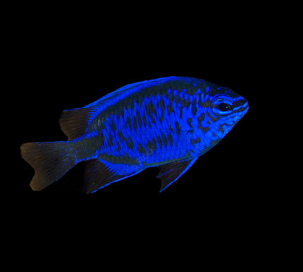 Springeri Damselfish