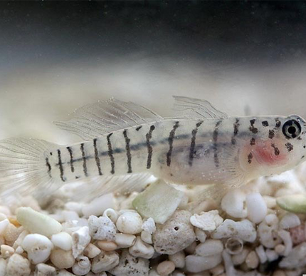 Tiger Goby