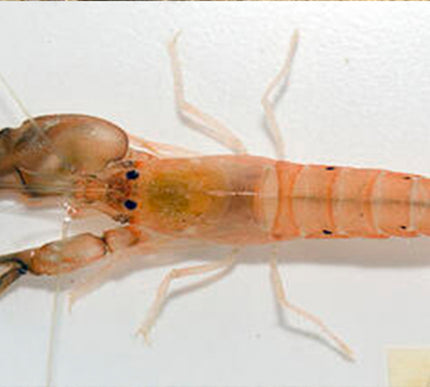 Tiger Pistol Shrimp