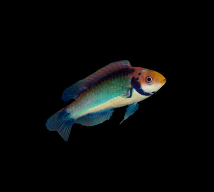 Tricolor Fairy Wrasse