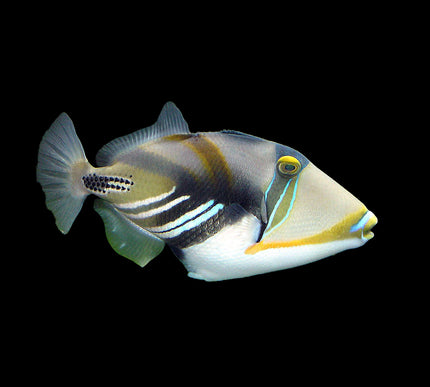 Picasso Triggerfish