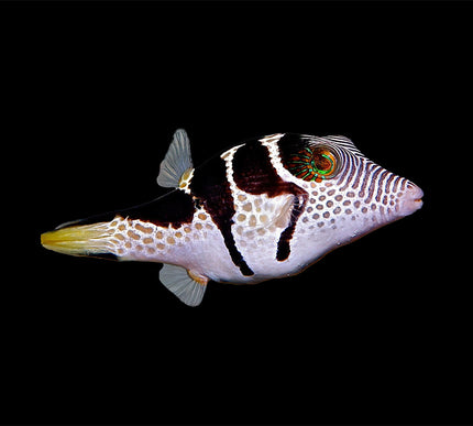 Valentini Puffer