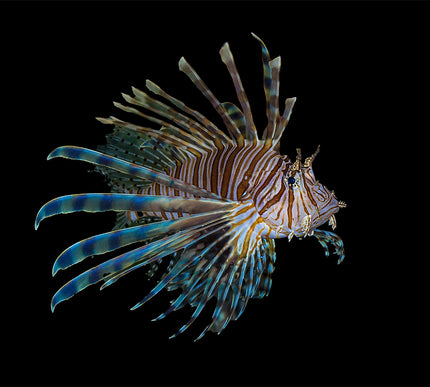 Volitan Lionfish