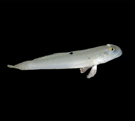White Sleeper Goby