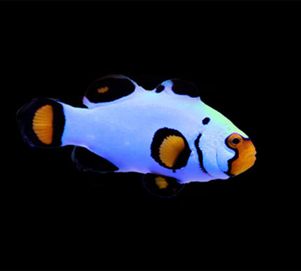 Wyoming White Clownfish
