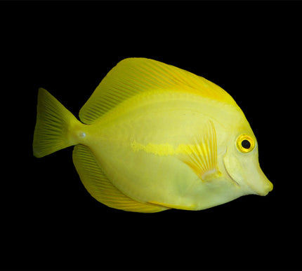 Yellow Tang