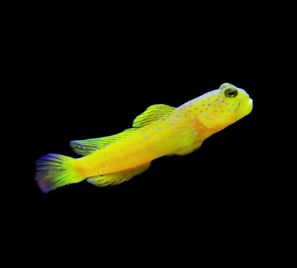 Yellow Watchman Goby
