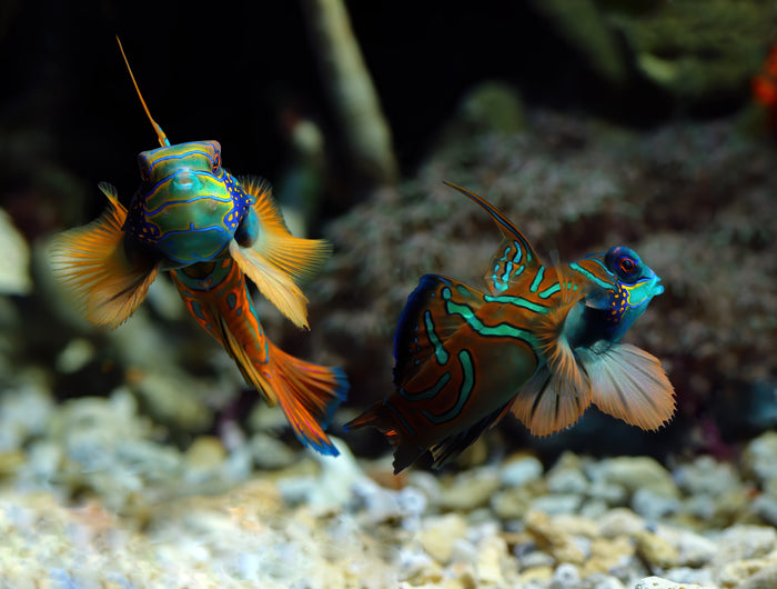 <h1>Premium Saltwater Aquarium Fish</h1>