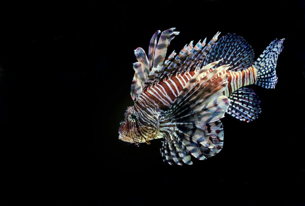 <h2>Predator Fish</h2>