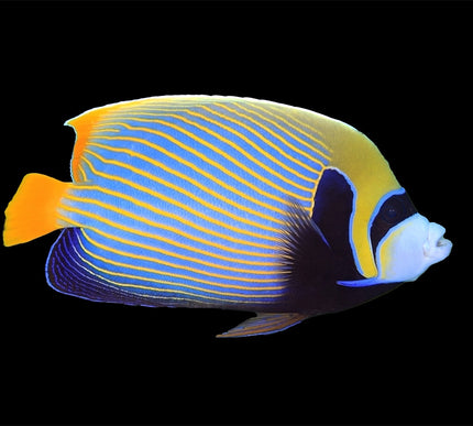 Emperor Angelfish (Adult)