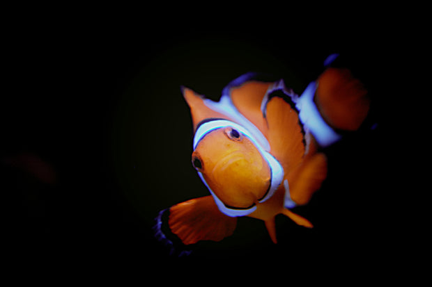 <h2>Reef Safe</h2>