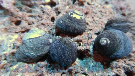 Margherita Snail