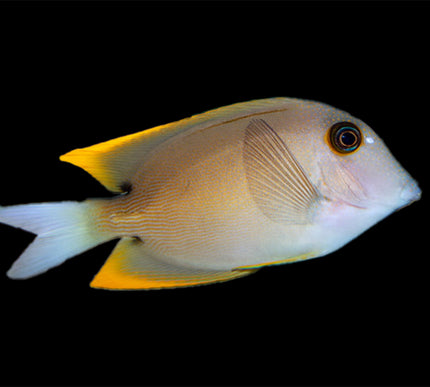 Tomini Tang