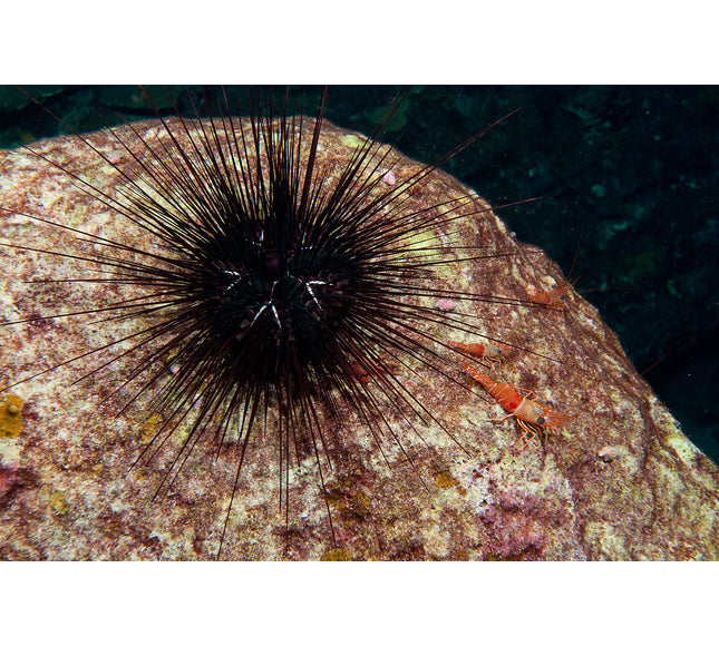 Long-Spined Urchin