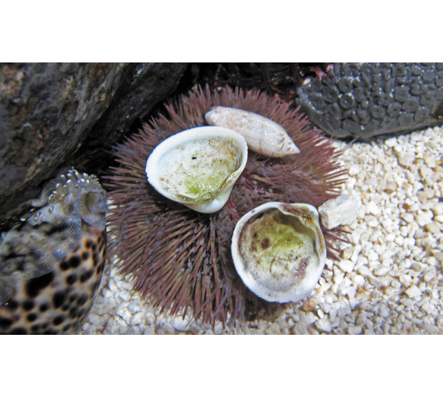 Rose-Pink Urchin