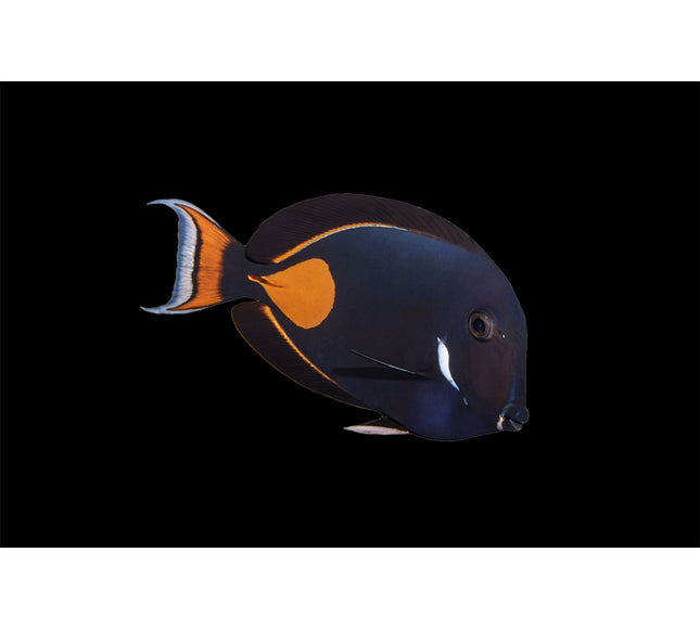 Achilles Tang