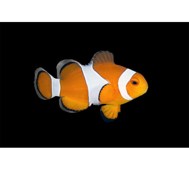 Percula Clownfish