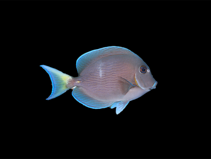 Collection image for: Tangs