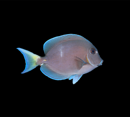 Atlantic Blue Tang