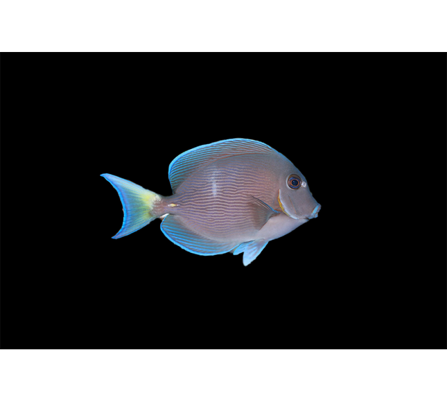 Atlantic Blue Tang