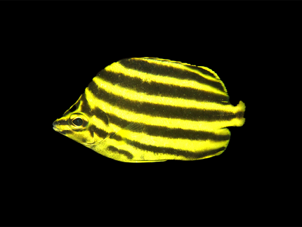 Collection image for: Stripey