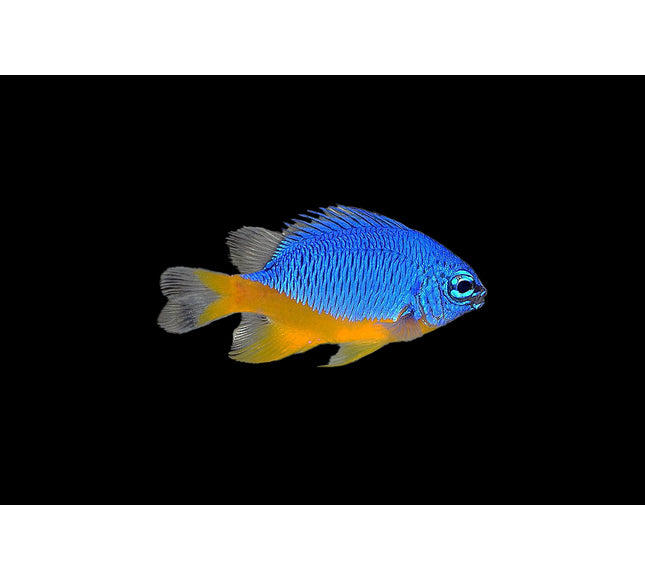 Azure Damselfish