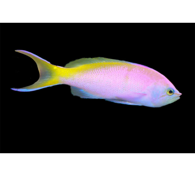 Bartlett's Anthias Female