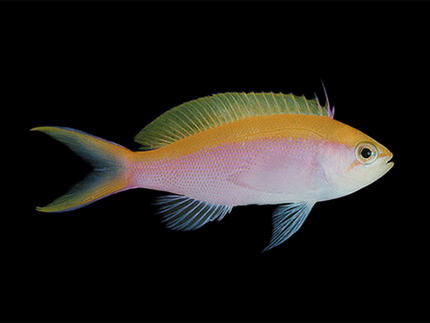 Collection image for: Anthias
