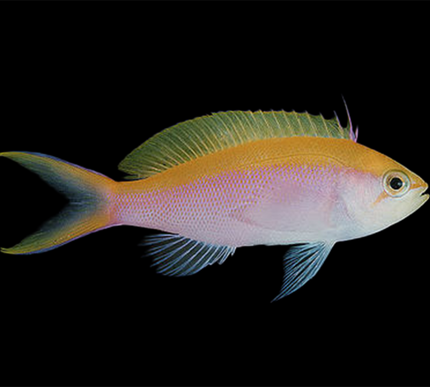 Bartletts Anthias Male