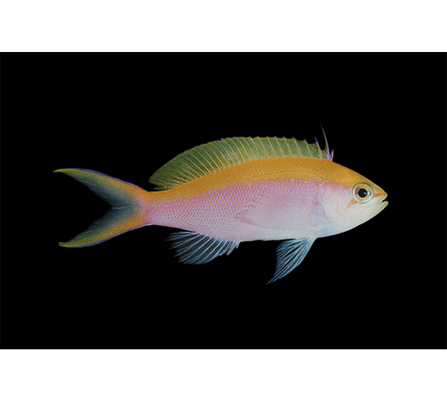 Bartletts Anthias Male