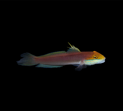 Bella Goby
