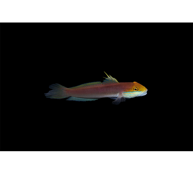 Bella Goby