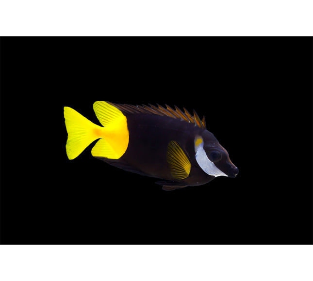 Bicolor Foxface (Fiji Rabbitfish)