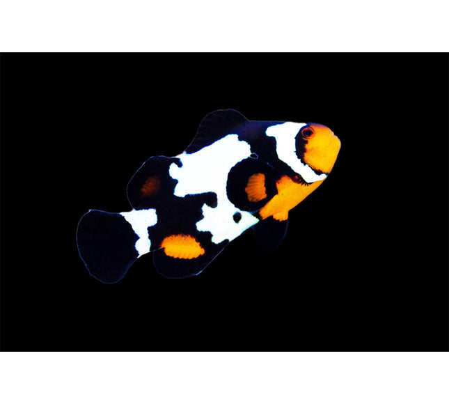 Black Ice Clownfish