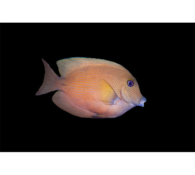Blue-Eye Tang