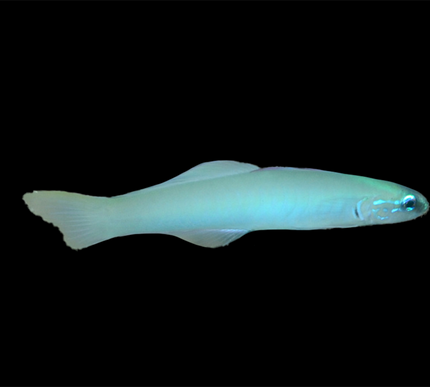 Blue Gudgeon