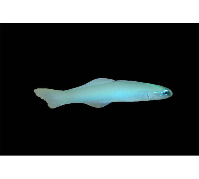 Blue Gudgeon