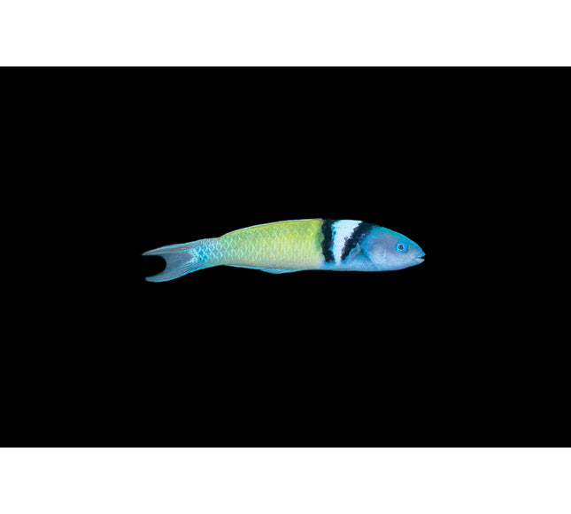 Bluehead Wrasse