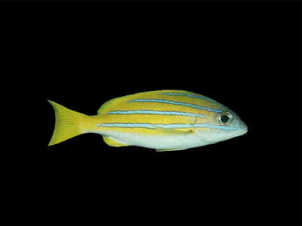 Collection image for: Snapper
