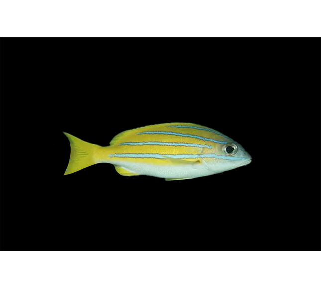 Blue Line Snapper