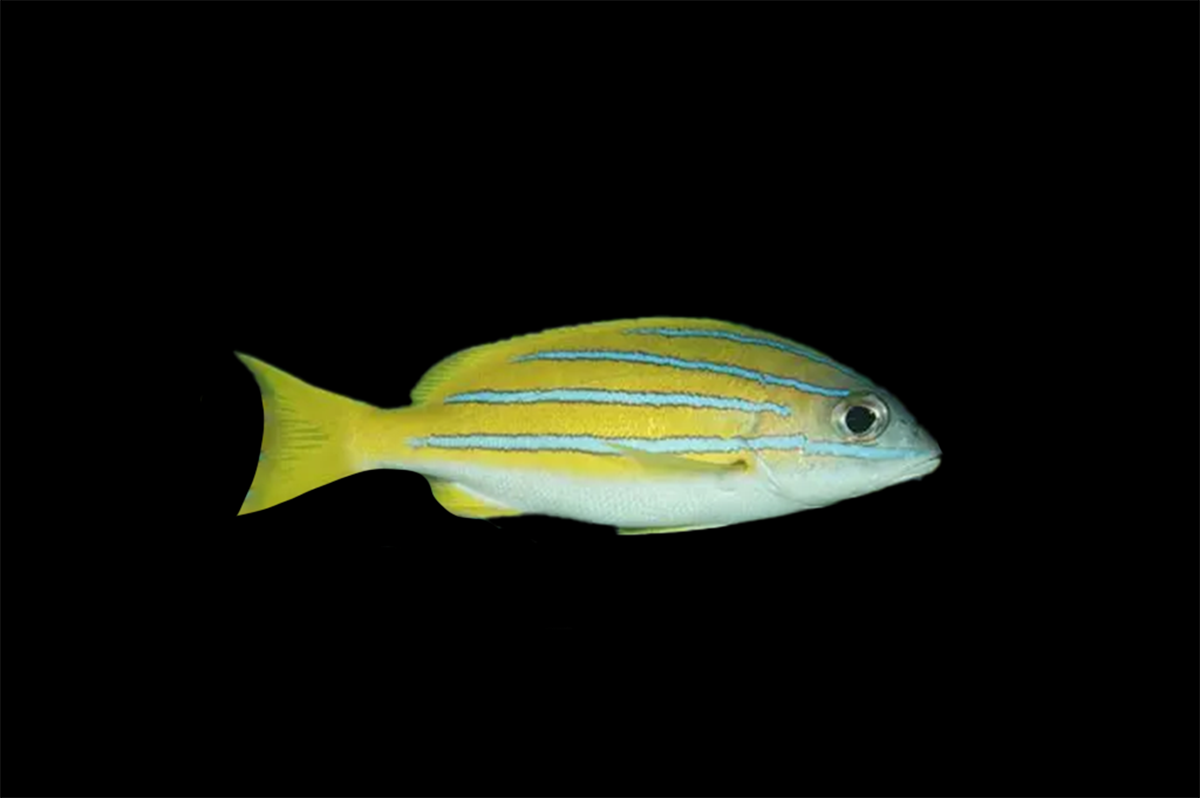 Line Snapper Blue Line Snapper – WHITE FISH REEF